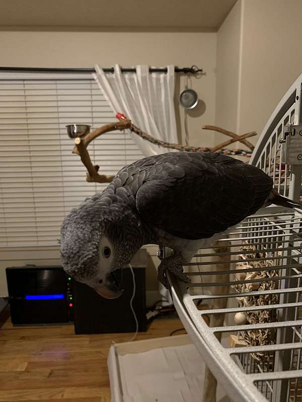 Hand-raised Timneh African Grey Parrot perched in aviary at Exotic Birds Farm