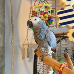Trained male African Grey Parrot named Milo perched during training at Exotic Birds Farm
