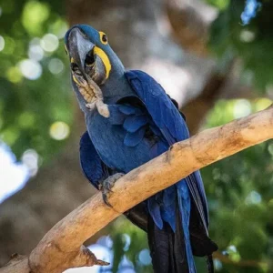Trained male Hyacinth Macaw named Atlas at Exotic Birds Farm.