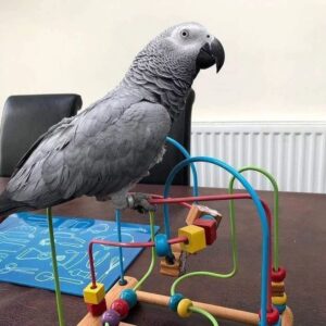 Jasper, a well trained male African Grey Parrot perched calmly at Exotic Birds Farm