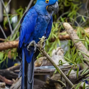 Well-trained male Hyacinth Macaw named Orion at Exotic Birds Farm.
