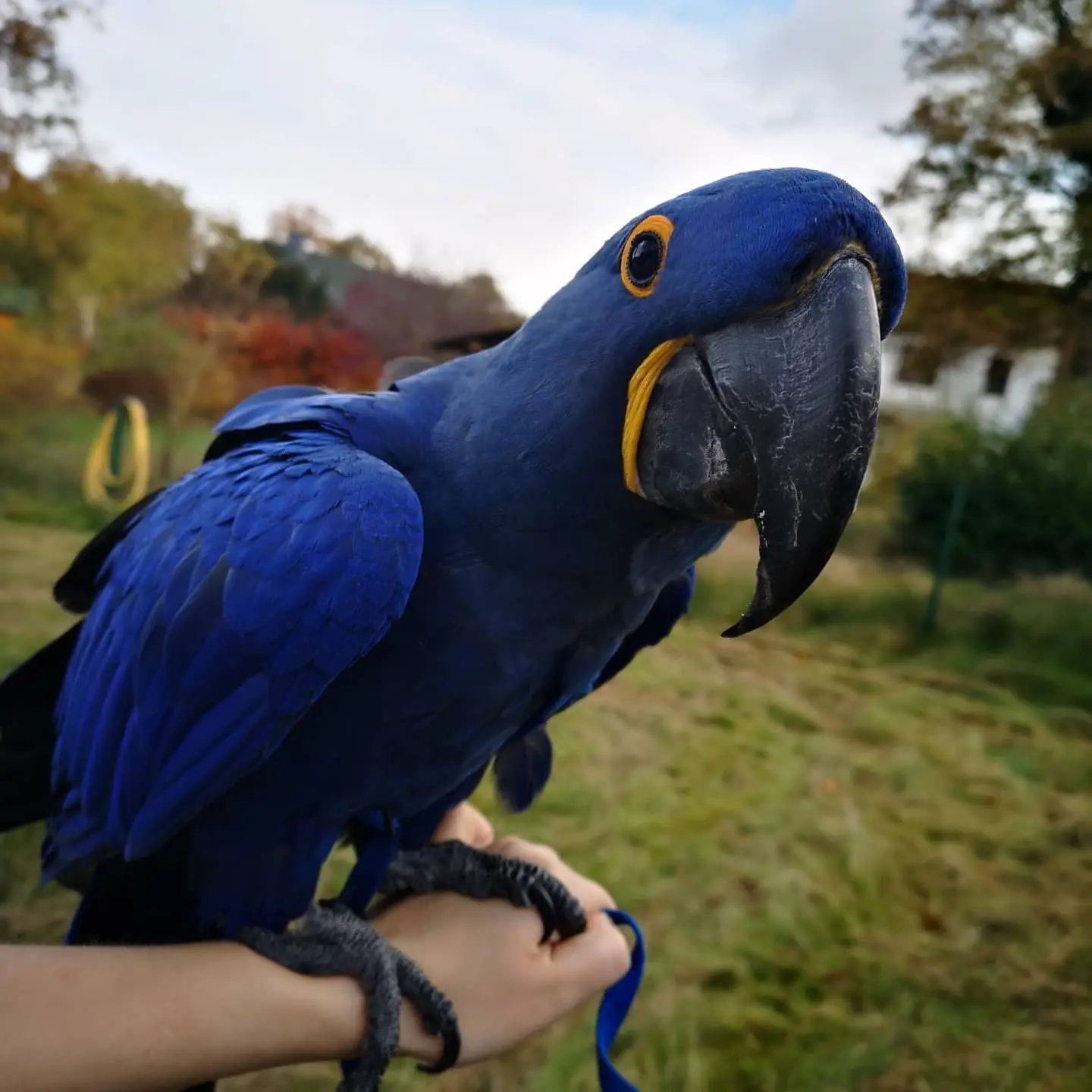 Young Hyacinth Macaw named Titan with perfect feathers at Exotic Birds Farm.