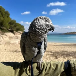 Zazu, a trained male African Grey Parrot performing at Exotic Birds Farm