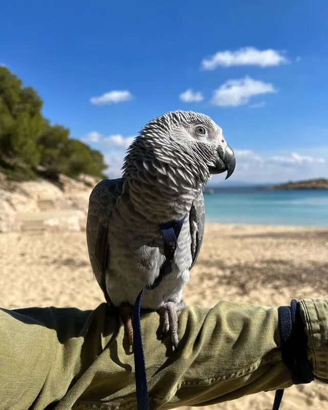 Zazu, a trained male African Grey Parrot performing at Exotic Birds Farm