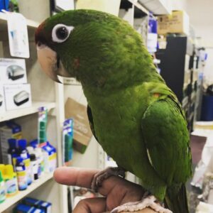 Amazon Parrots for sale