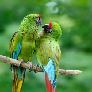 Military Macaws