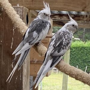 Arlo and Selene White-Faced cockatiel couple with bright white masks and soft grey plumage