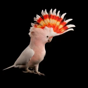 Major Mitchell Cockatoo