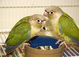 Conure Parrots for sale