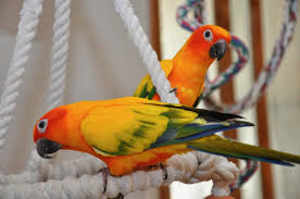 Sun Conure for sale