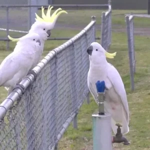 Sulphur Crested Cockatoo