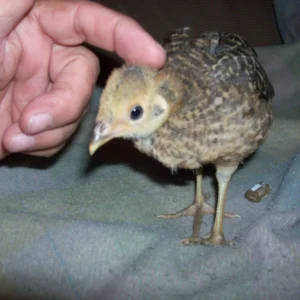 Baby female Golden Pheasant Lirien available for sale