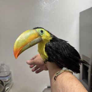 Baby female Keel-billed Toucan Liraya available for sale with colorful bill