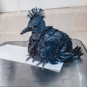 Baby female Victoria Crowned Pigeon Seraphine available for sale