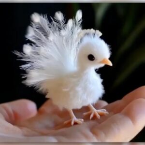 Baby female White Peafowl Isolde available for sale