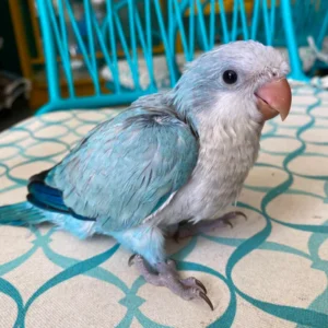 azurio baby male blue quaker