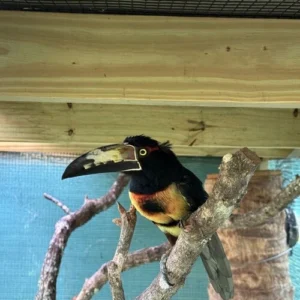 Baby male Collared Aracari Toucan Kairo available for sale