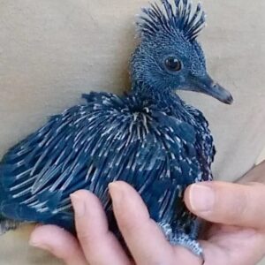 Baby male Victoria Crowned Pigeon Arelis available for sale