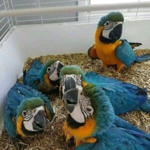 Blue and Gold Macaw