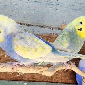 Budgerigar family trio with violet male, cinnamon female and pied juvenile