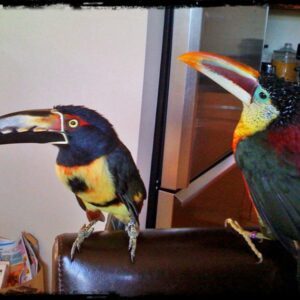 Collared Aracari Toucans