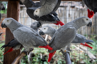 Congo African Grey