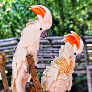 Moluccan Cockatoo