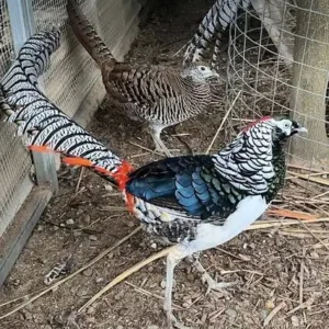Lady Amherst’s Pheasant