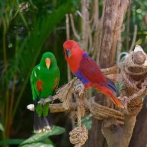 Eclectus Parrots for sale