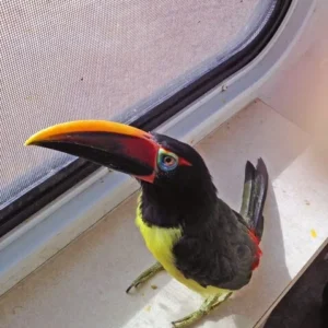 Green Aracari Toucans