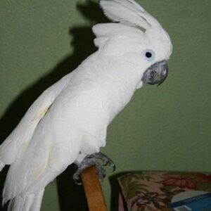 young-umbrella-cockatoo-for-rehoming-elowen