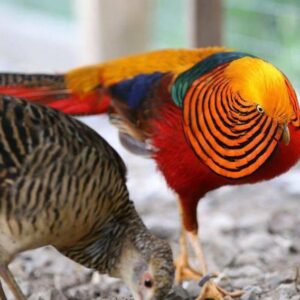 Golden Pheasant
