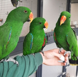 Solomon Island Eclectus