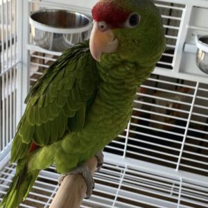 Lilac-Crowned Amazon