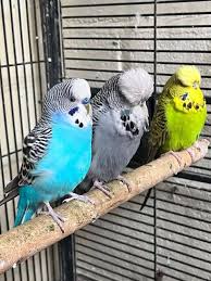 Budgie Parakeets