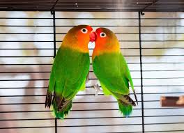 Lovebirds for sale