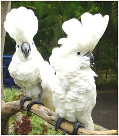 Umbrella Cockatoo