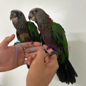 Hawk-headed Parrots for sale