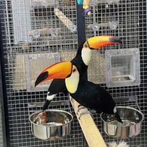 Toco Toucan