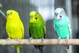 Parakeet Parrots for sale