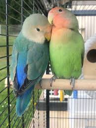 Peach-Faced Lovebirds