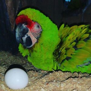 Macaw Parrots for sale