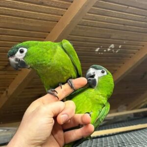 Hahn’s Macaws