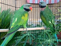 Mustache Parakeets