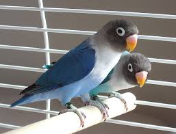 Masked Lovebirds