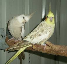 Cinnamon Cockatiel