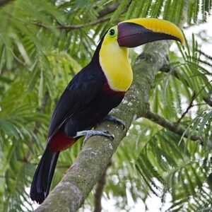 Chestnut-Mandibled Toucans