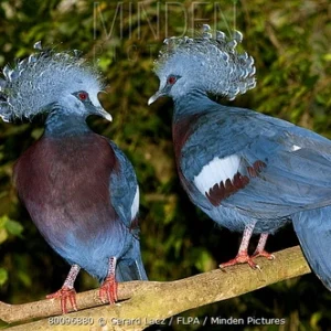Victoria Crowned Pigeons