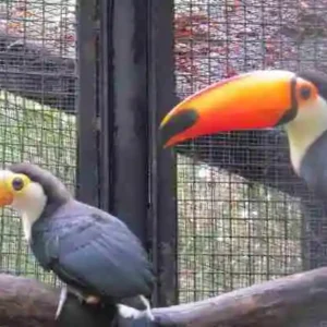 Toucans for sale