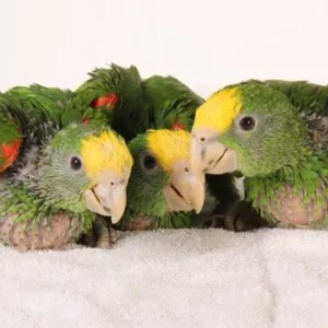 Double Yellow-Headed Amazon